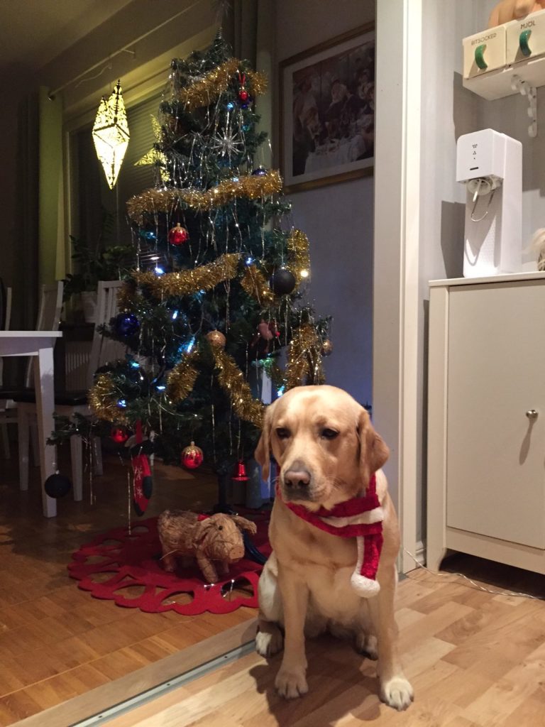 Chanti vid julgranen. En ljusgul labrador och i bakgrunden en välpyntat gran inomhus.